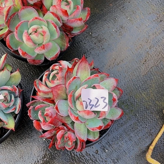 苏*苏惊鸿仙子2333