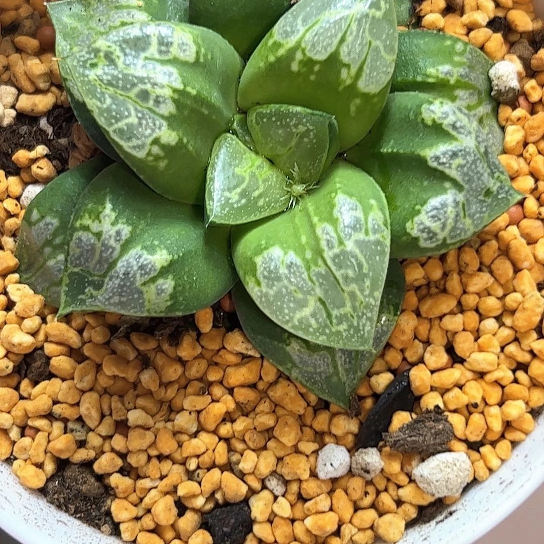 假面舞会十二卷多肉植物