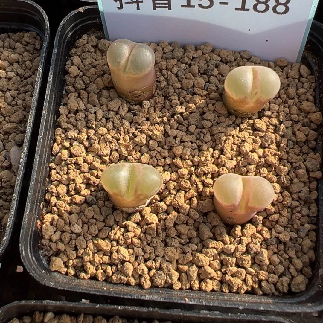 苍15-188风铃多肉植物，