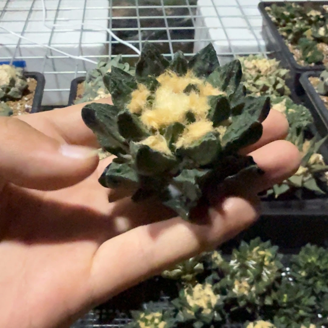 宇***昊仙人球开花一个福利品