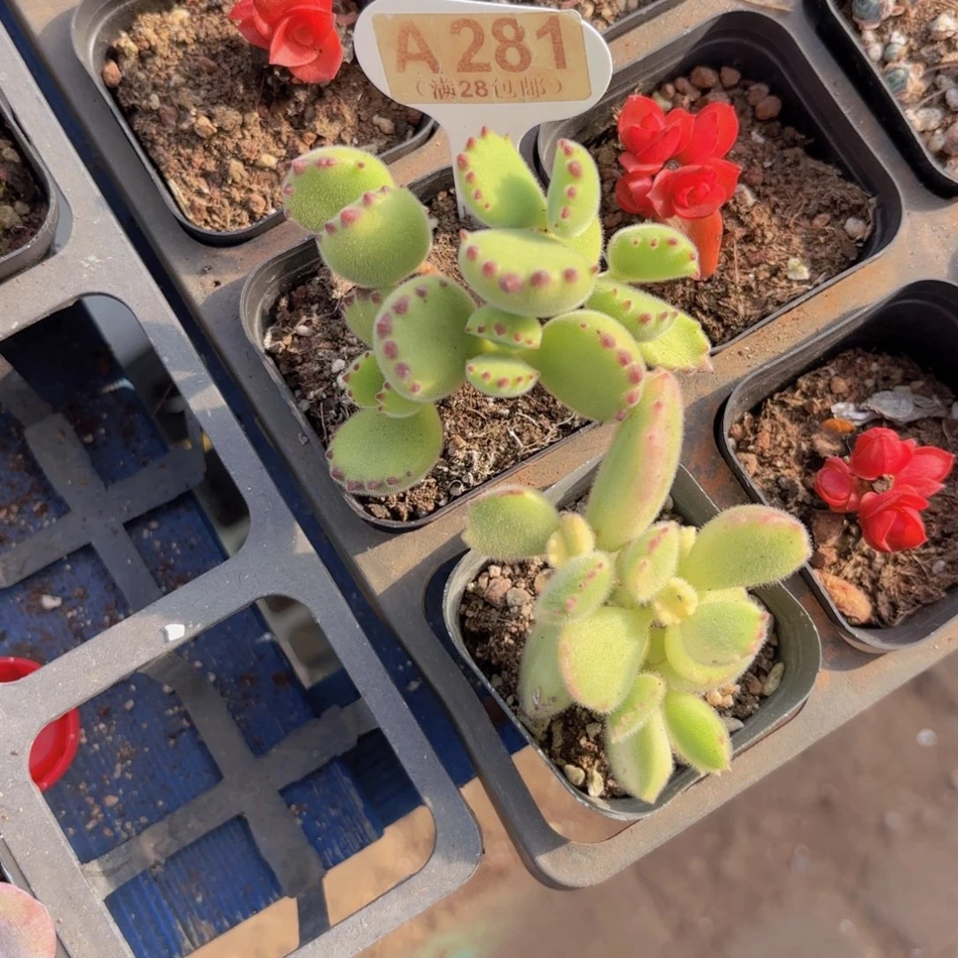 A281两颗熊一物一拍