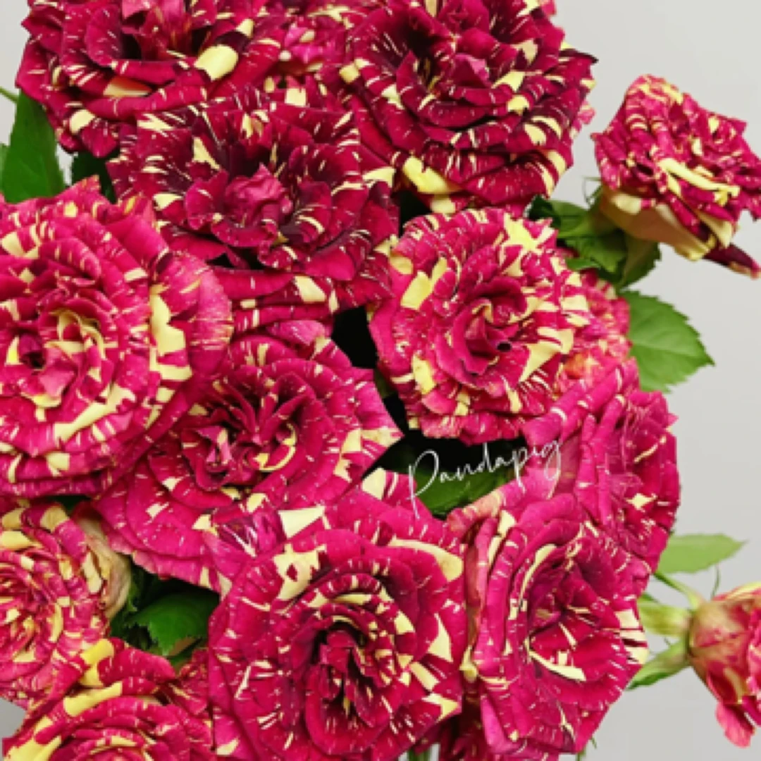 流星雨多头泡泡  --多头玫瑰  云南基地直发  任意两单起发