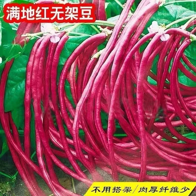【全店满6包包邮】红无架豇豆种子