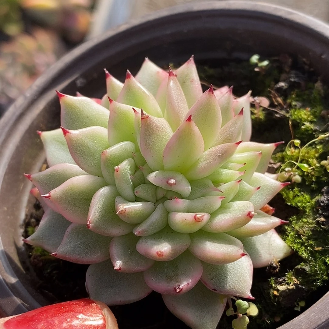 039东云杂恍恍惚惚