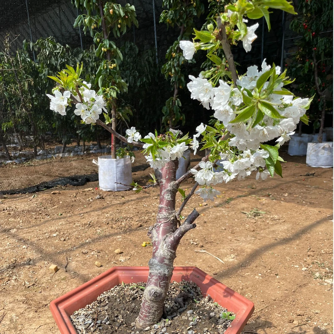 樱桃树盆栽老桩车厘子真树苗室内花园四季观赏耐寒植物