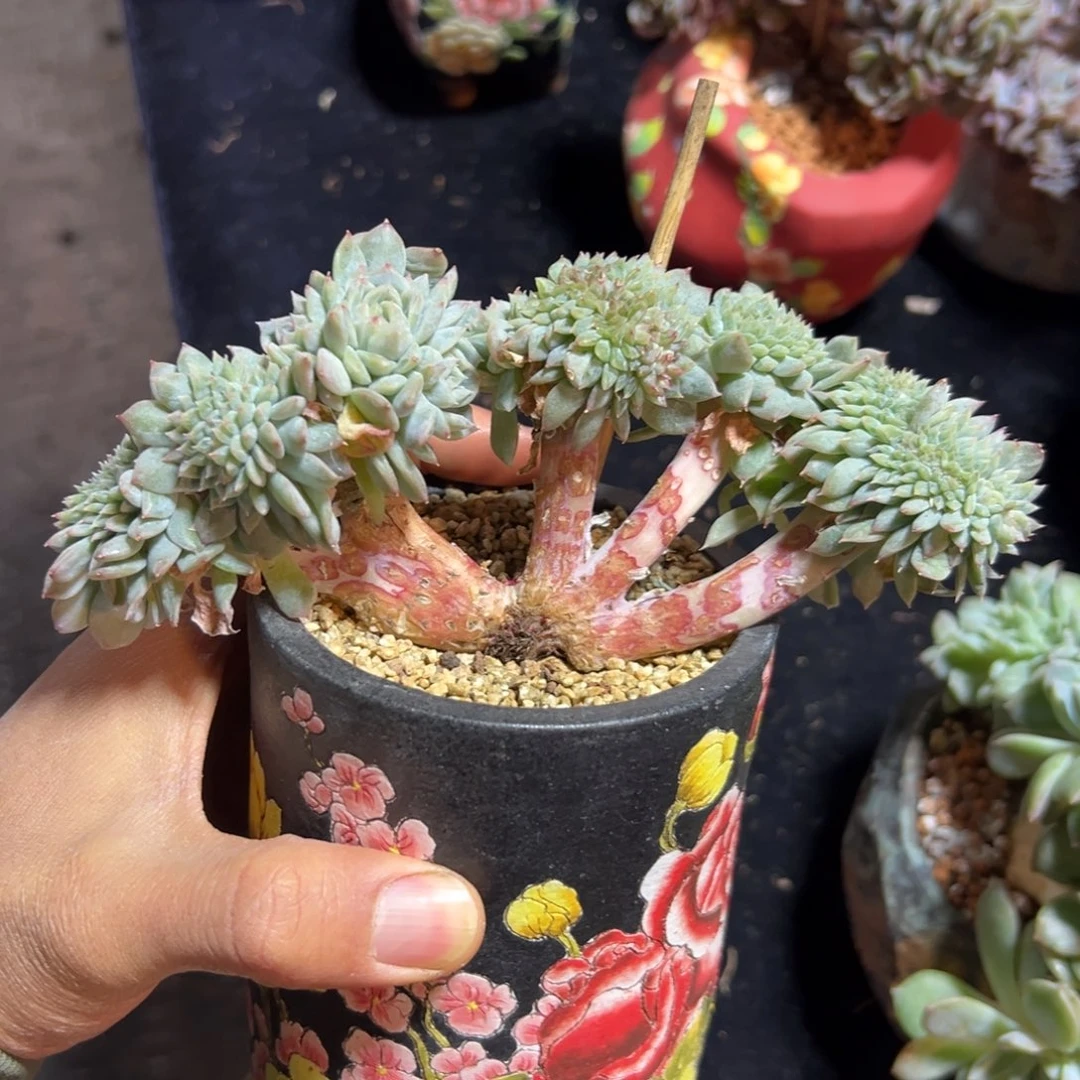 新年快乐 新年快乐