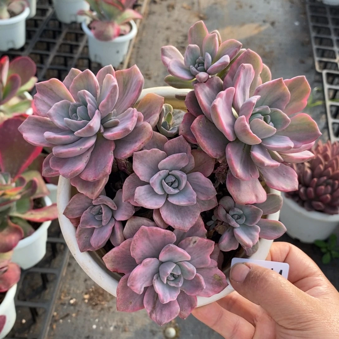 2414彩虹糖锦一物一拍