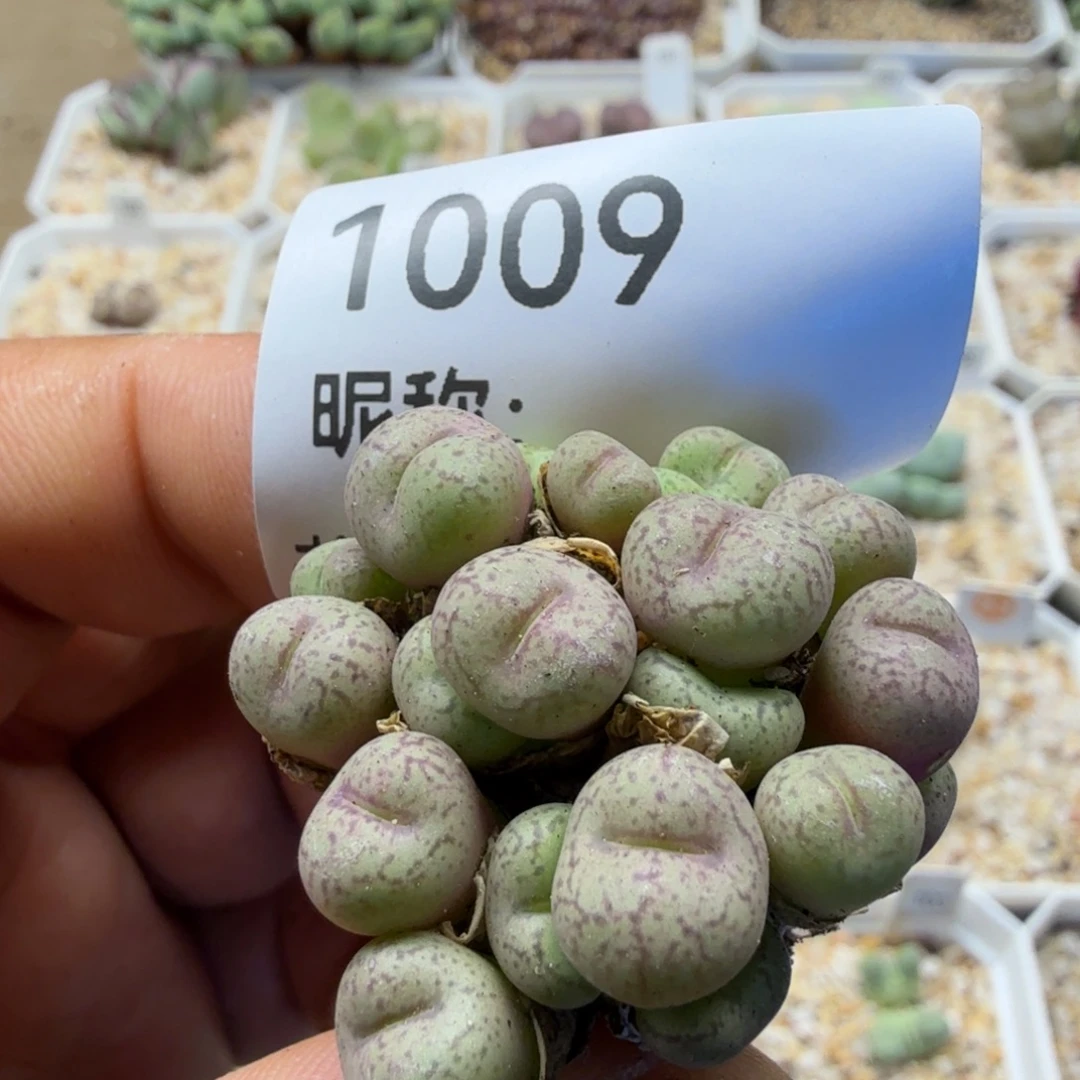 多肉植物多肉植物