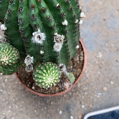 黄金刚仙人球3467888