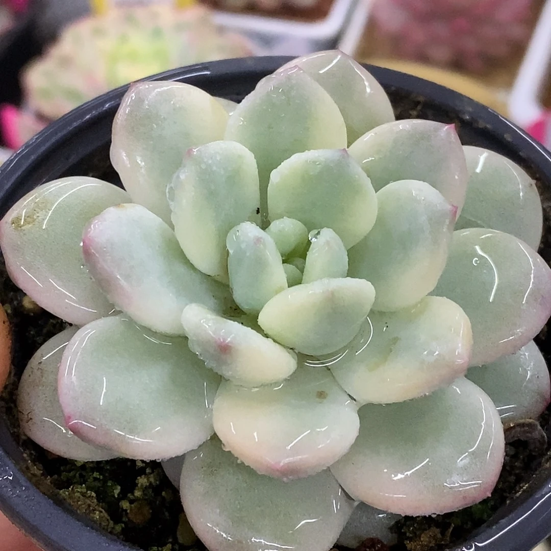 011新香水哈哈哈哈哈