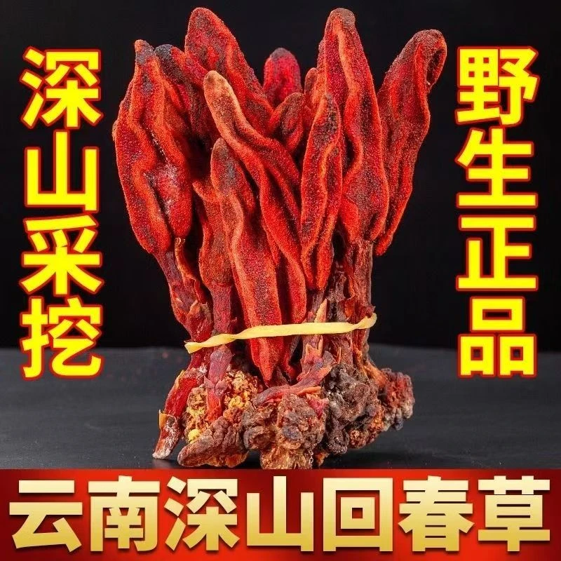 云南回春草顶天柱可泡水可煲汤可泡茶100克1袋