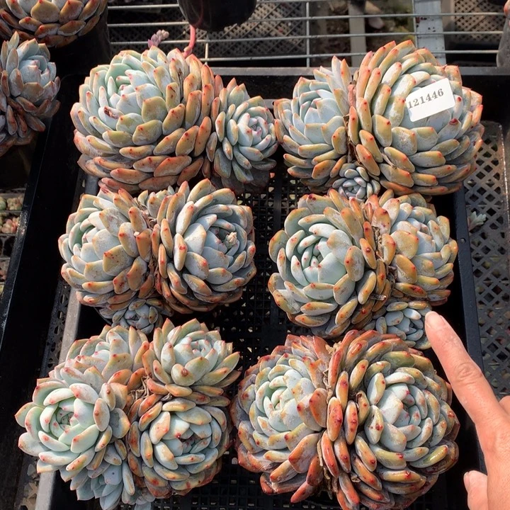 121446六个嗯嗯嗯嗯嗯好