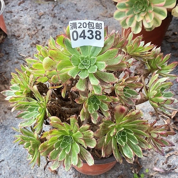 0438 一颗红腹轮法师
