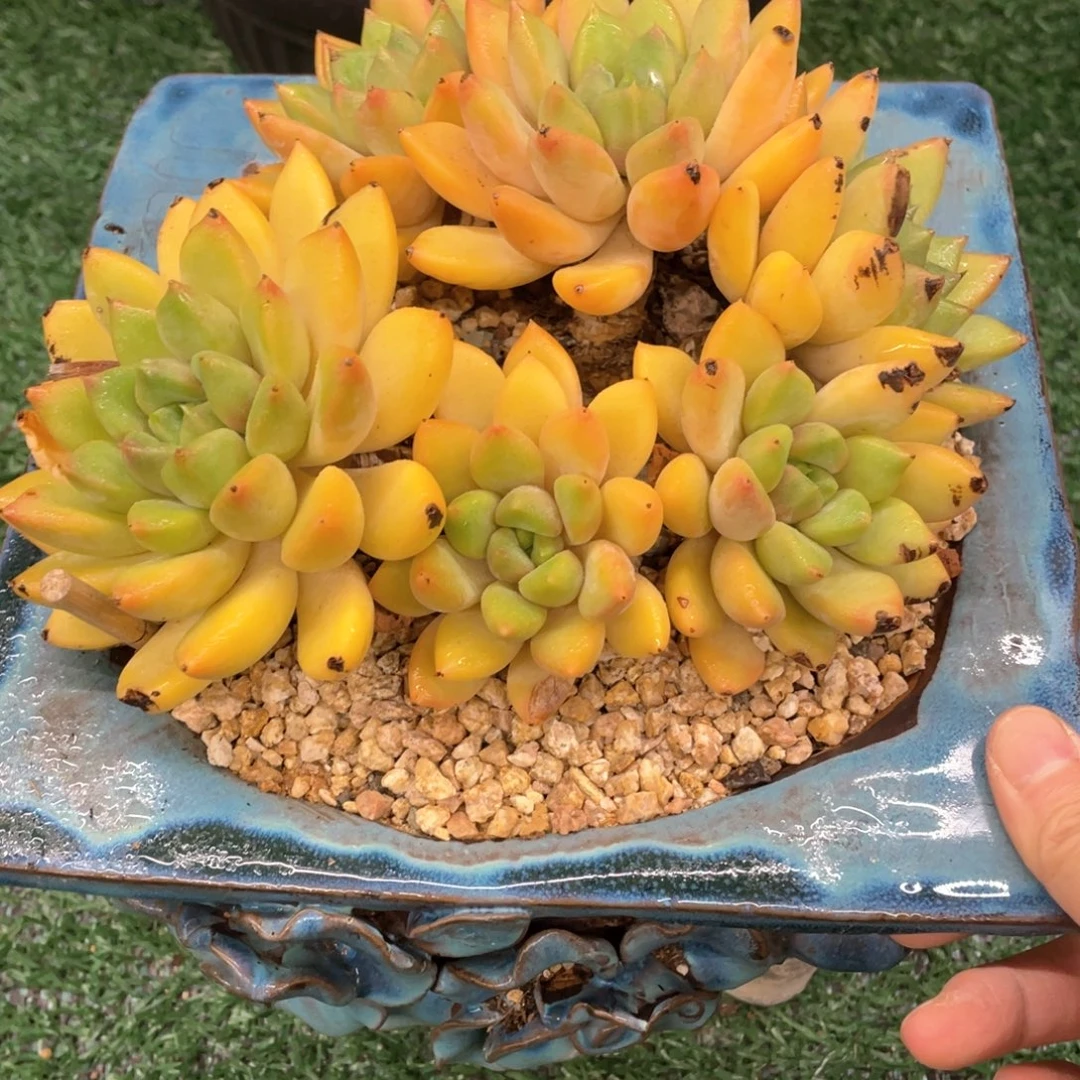 H***、象牙一物一拍28包邮非偏远v