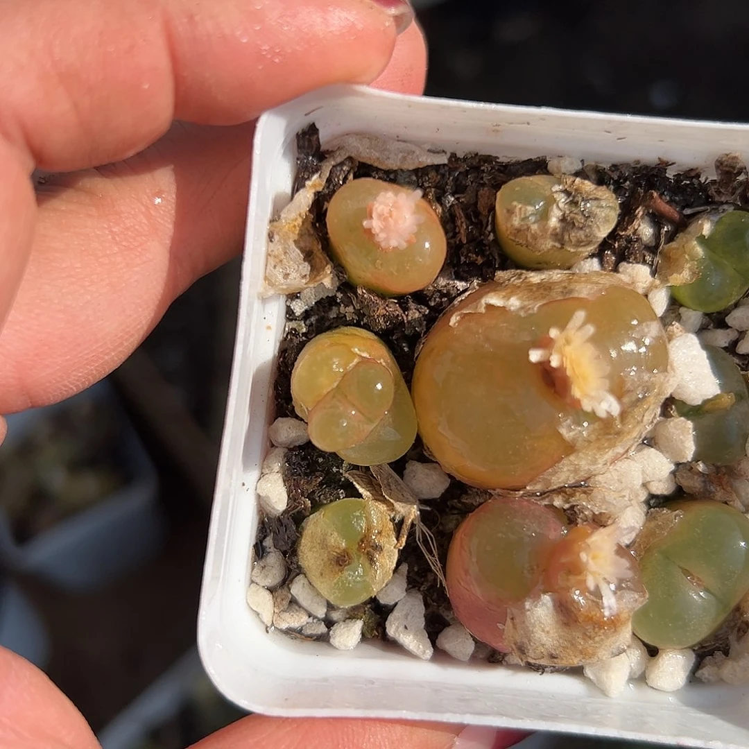 多肉植物毛汉尼群