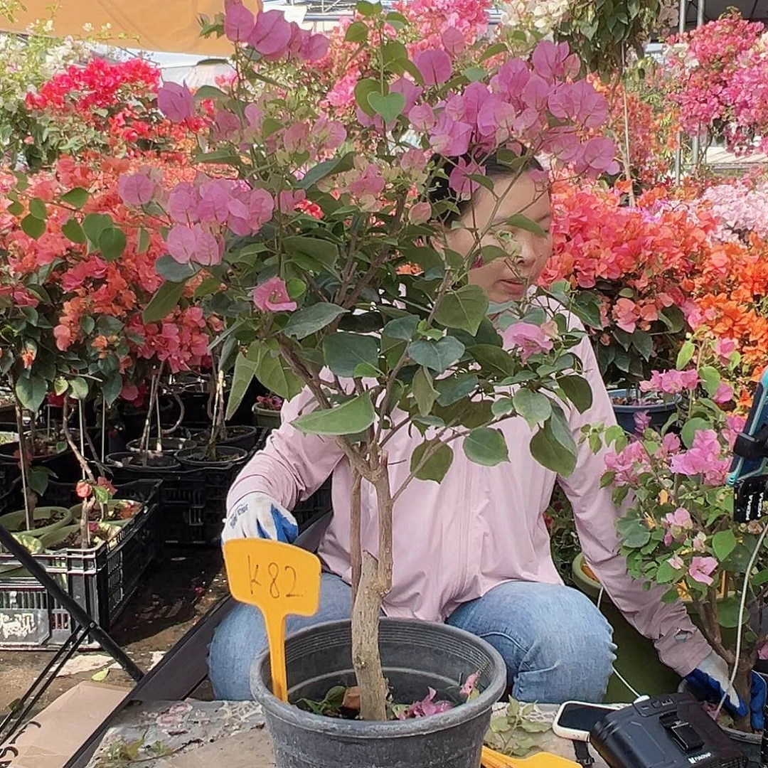 招***铛大部分花苞少量开放K82红粉佳人