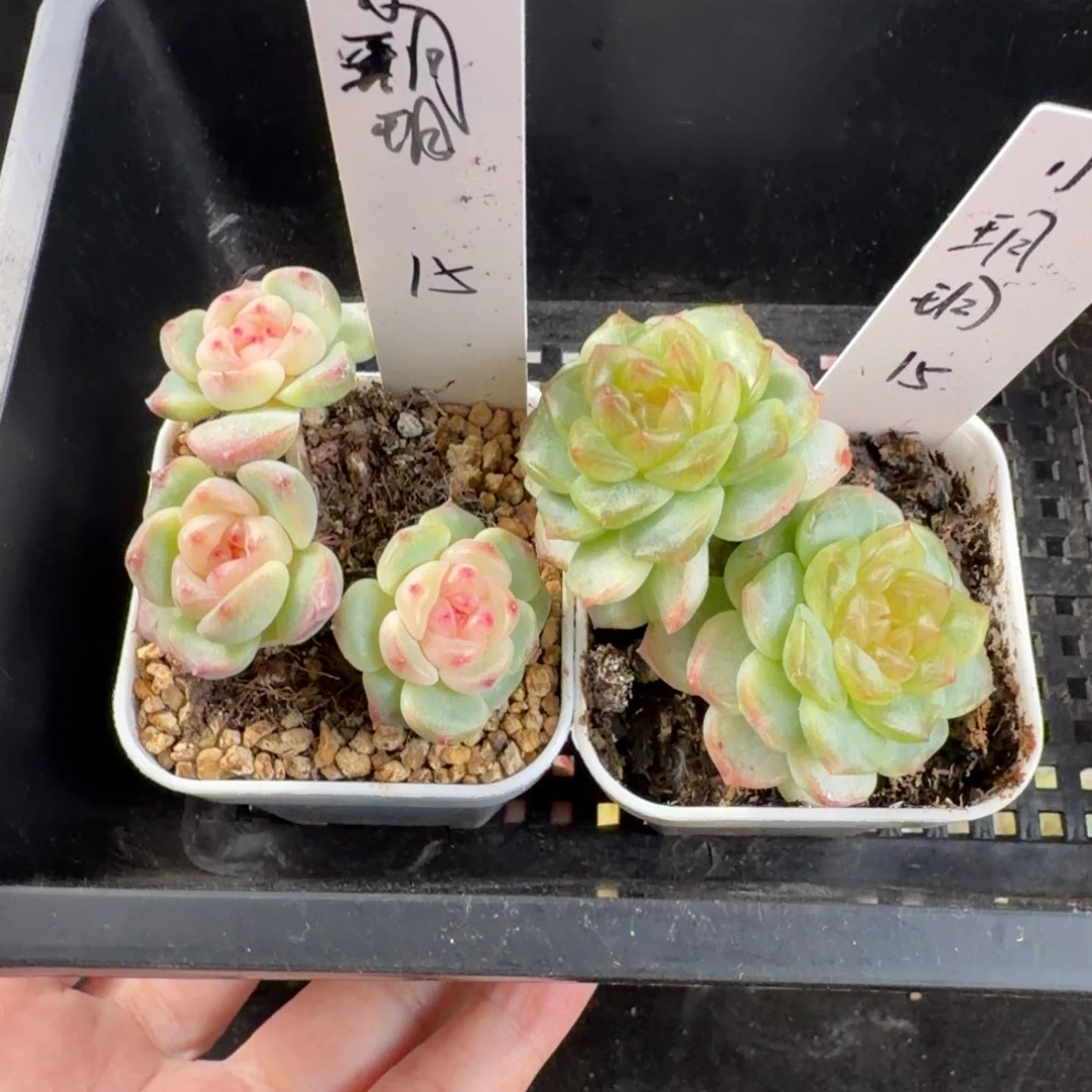 是***呀小月月两颗一组包邮