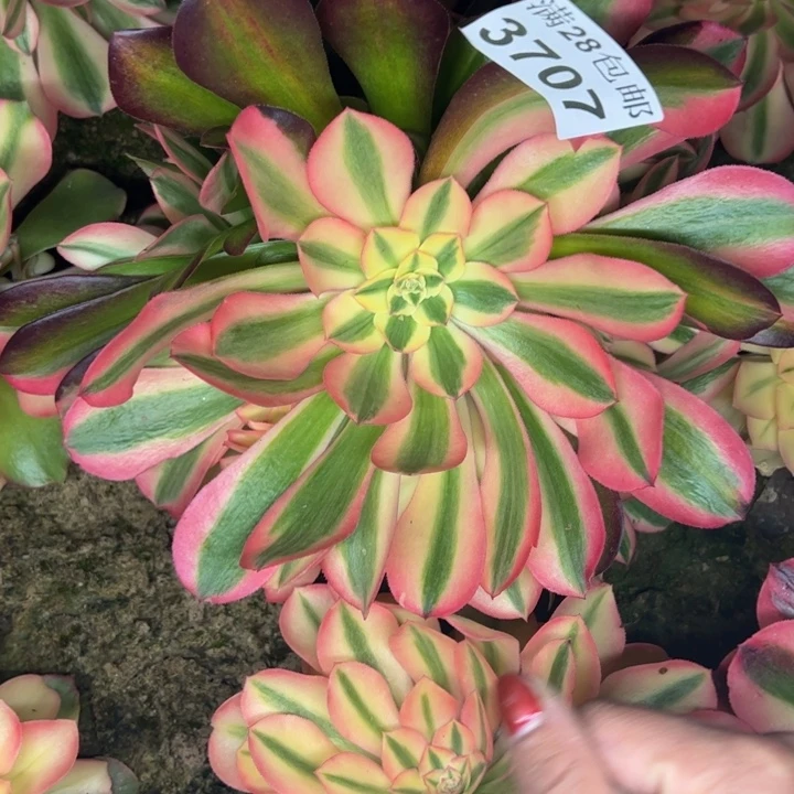 3707南香妃多肉植物