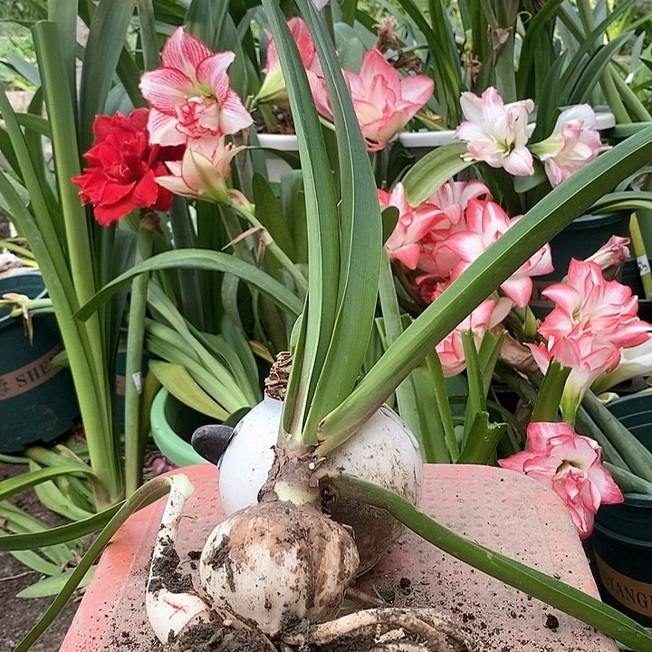 全部花朵粉色荣耀7以上带侧残球不售后