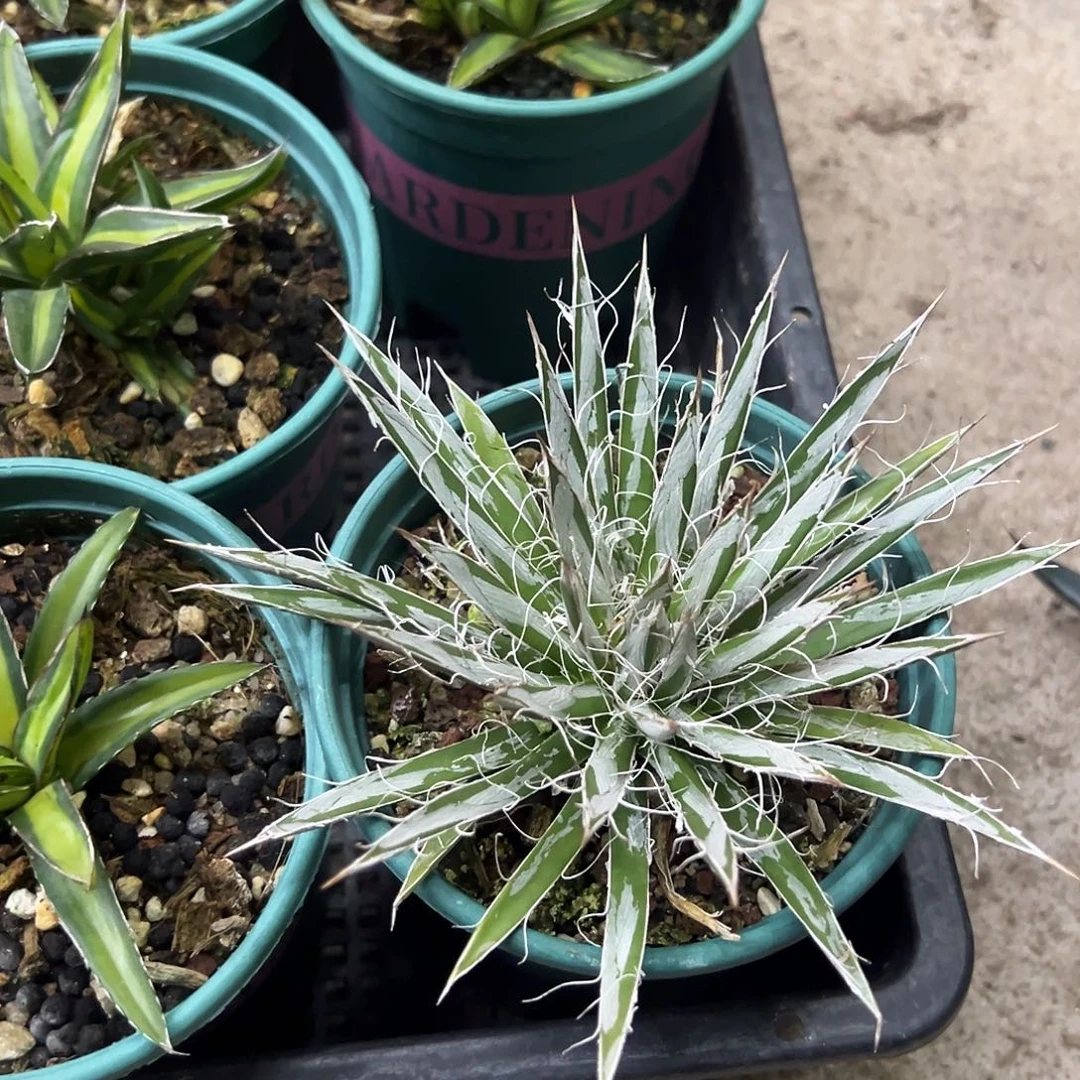 日系纯树冰龙舌兰植物
