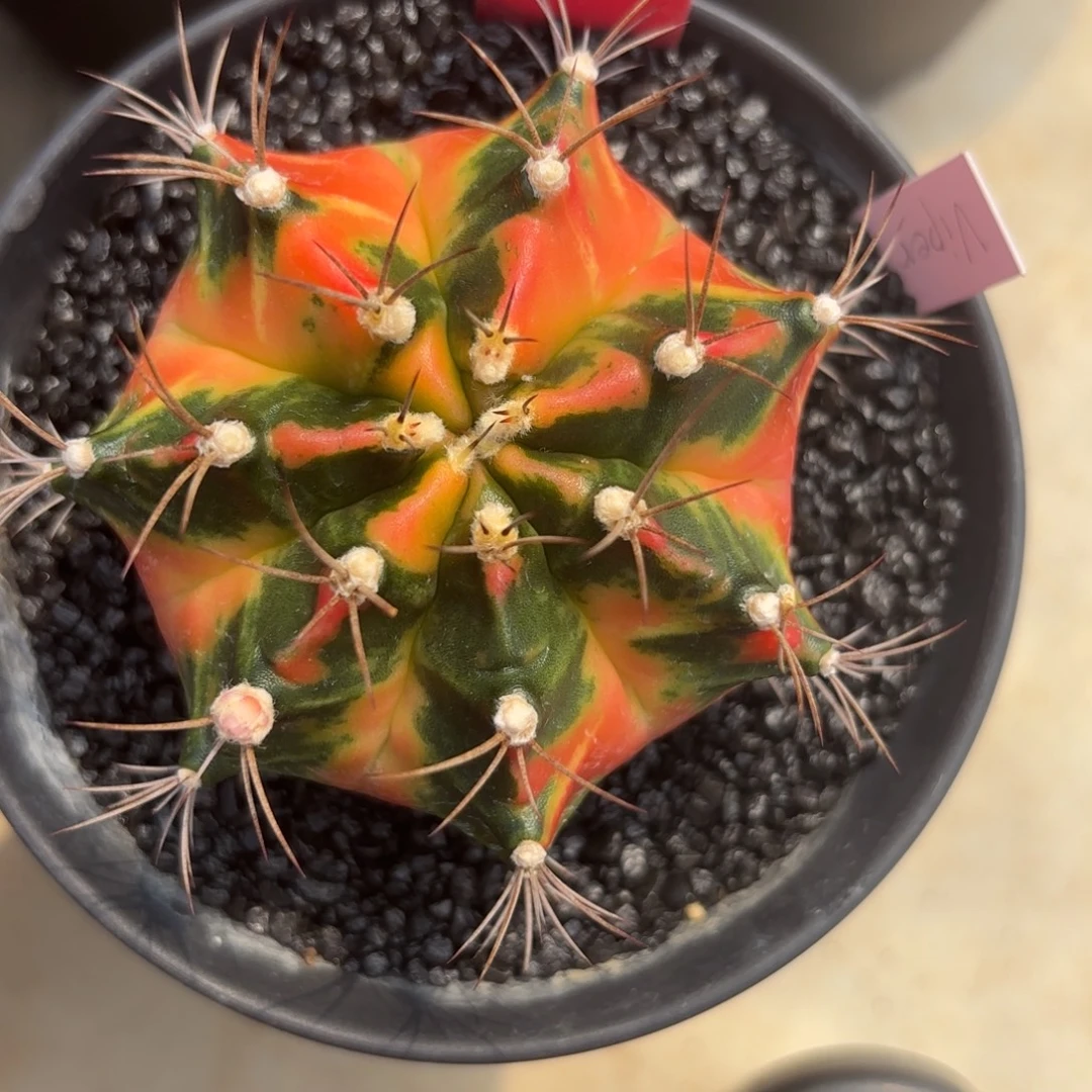 110-0104泰国发货多肉