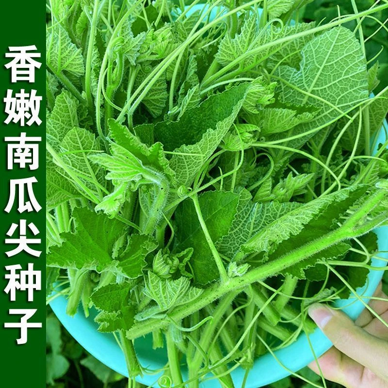 无毛南瓜尖种子南瓜颠种子质地柔软无苦涩春夏秋冬四季蔬菜种孑籽