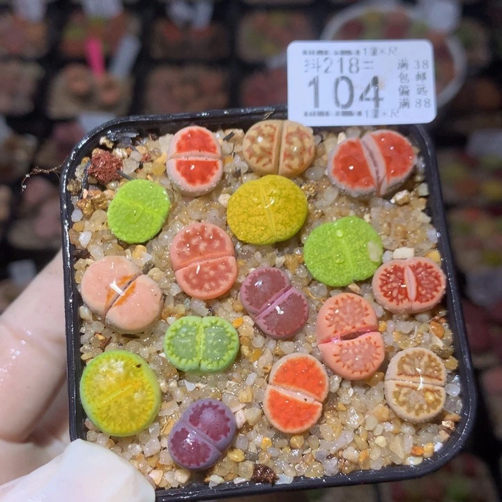 精品生石花218.104