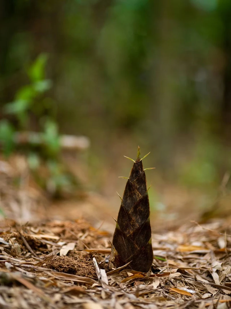 莆仙暴晒高山笋干