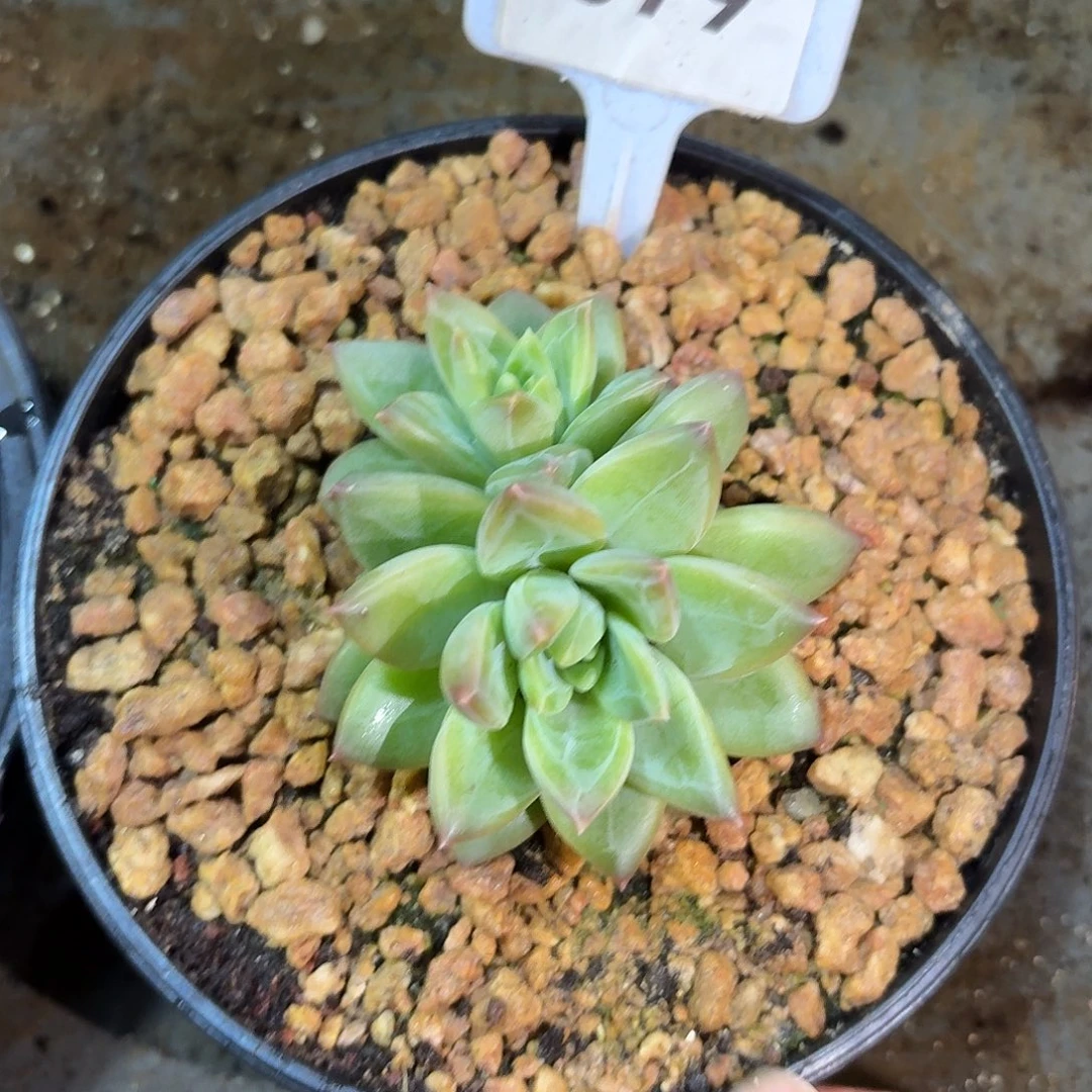 茉莉水晶888888888888888