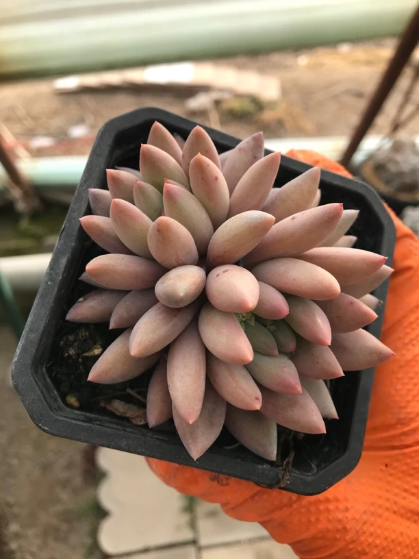 流沙虞美人9厘米盆多肉植物全疆包邮