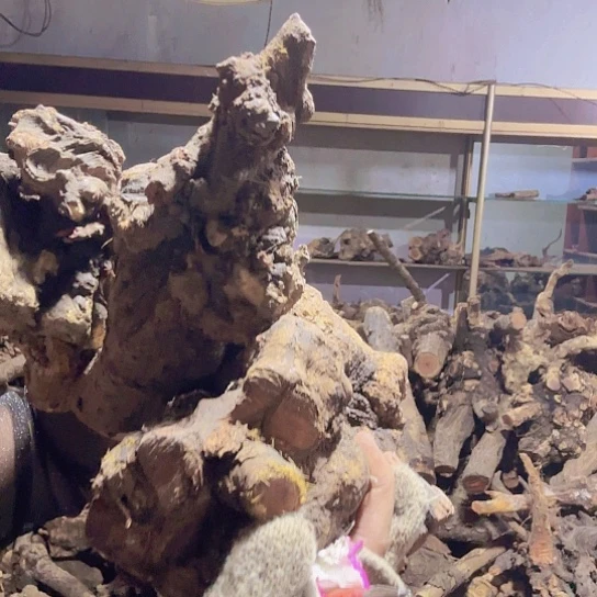 香榧木落**悔火琉璃的故事是一