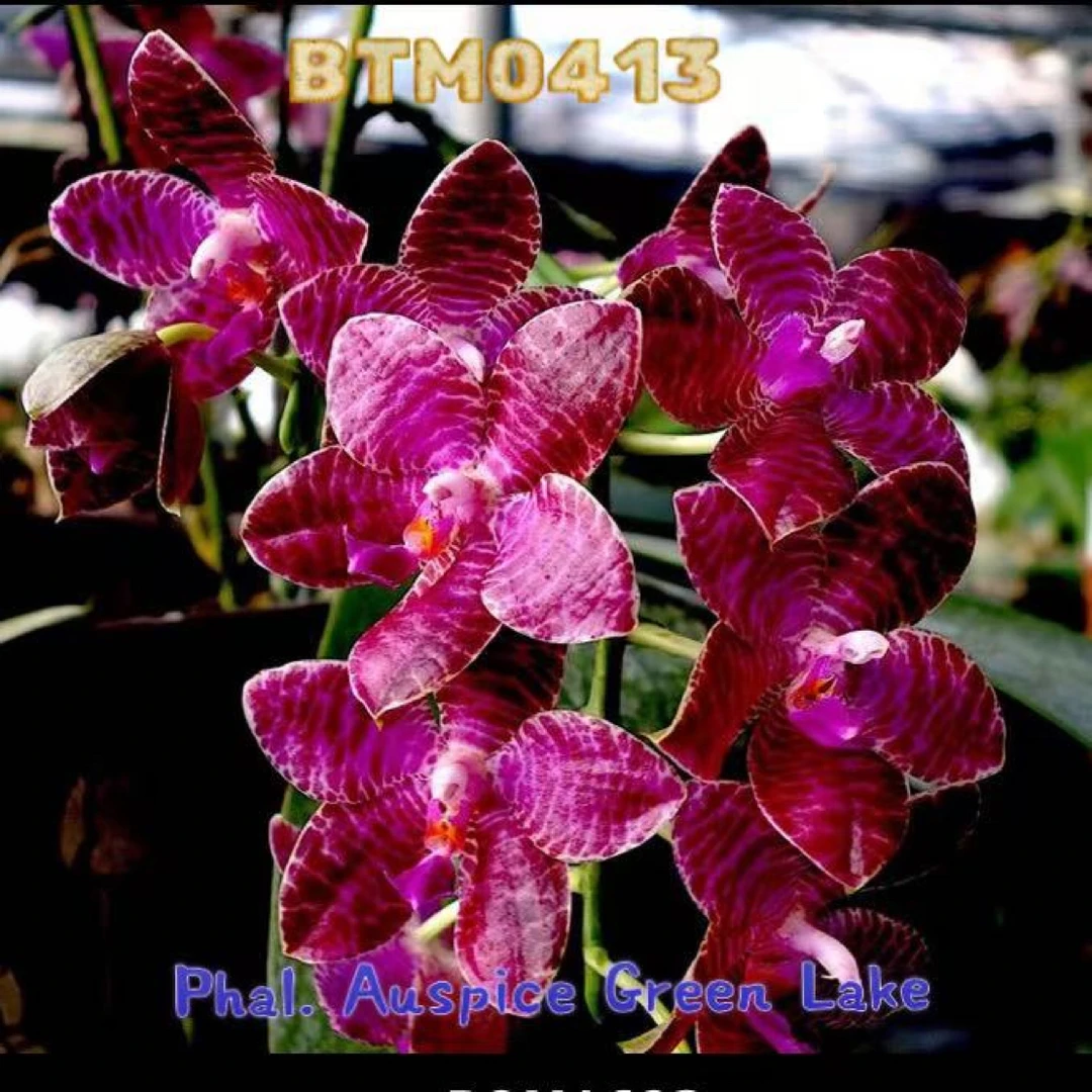 BTM0413绿湖王子3.5寸