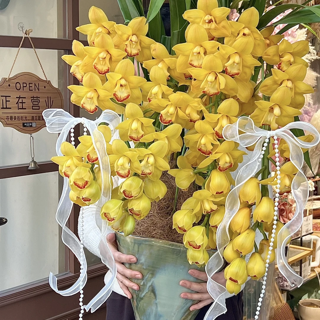 小行家【杨贵妃】室内好养高档浓香型大花蕙兰盆栽