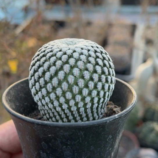 当前无花栽培后可以开花实生白斜子
