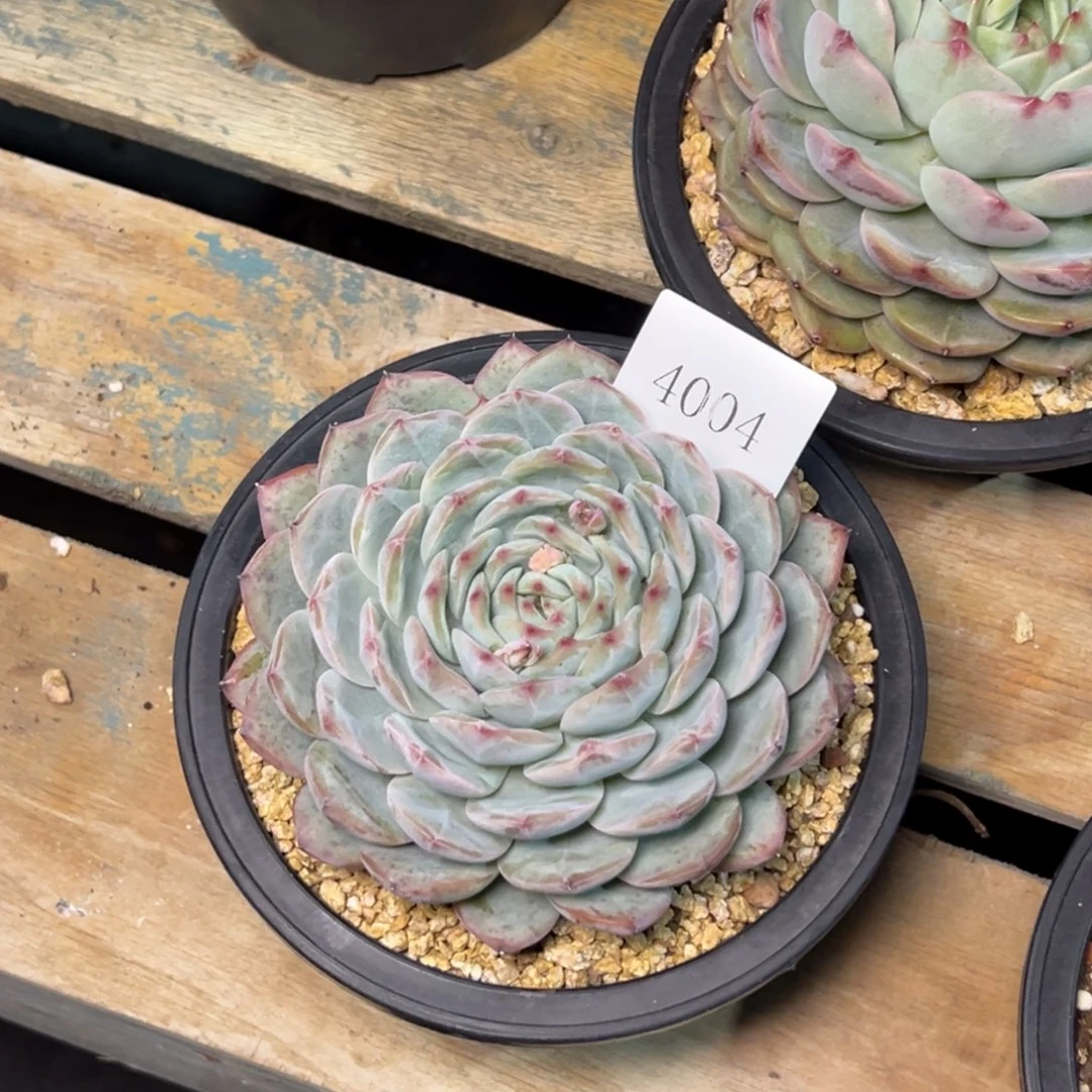 J***简4004多肉多多多多