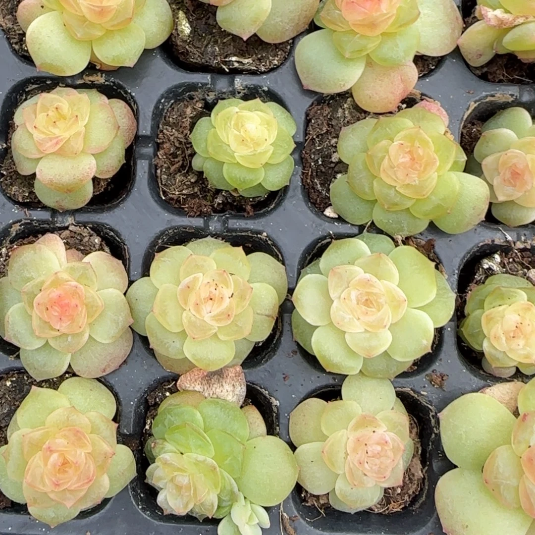 粉谪仙穴一个满20包邮