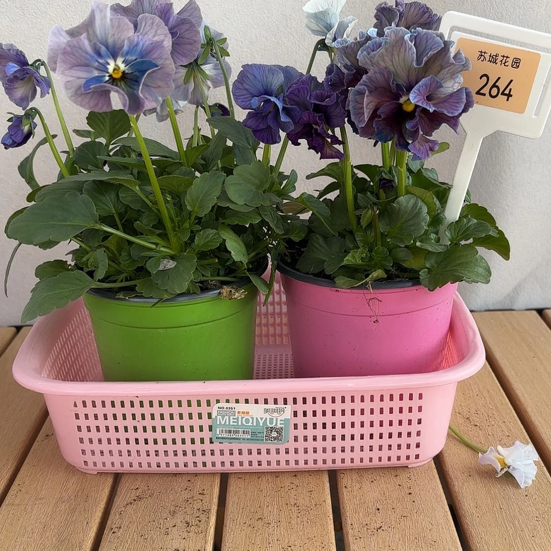 大部分开放少量花苞264