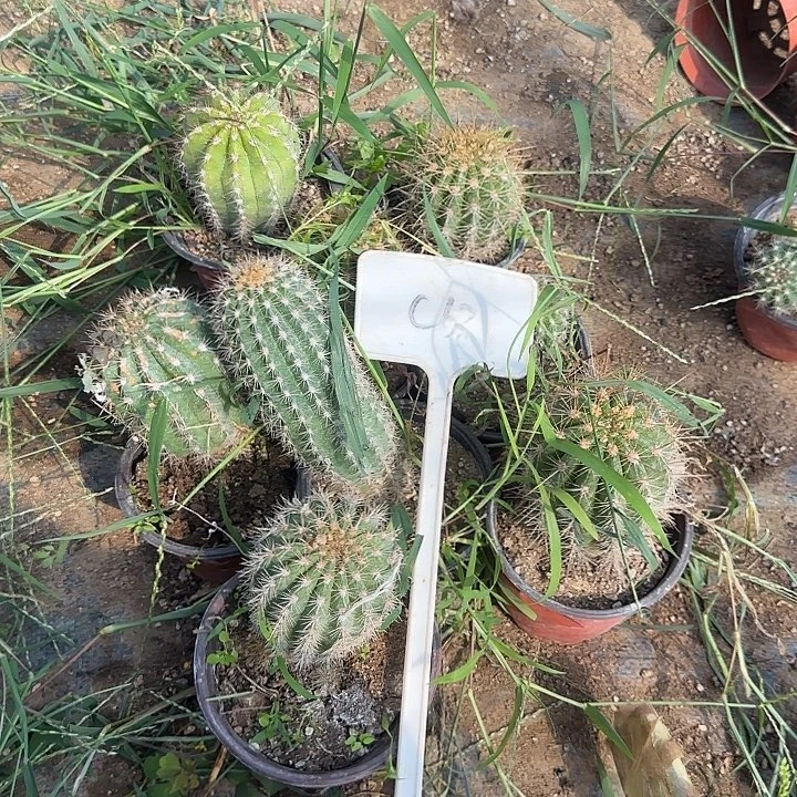 一***球C63毛花柱实生的20的