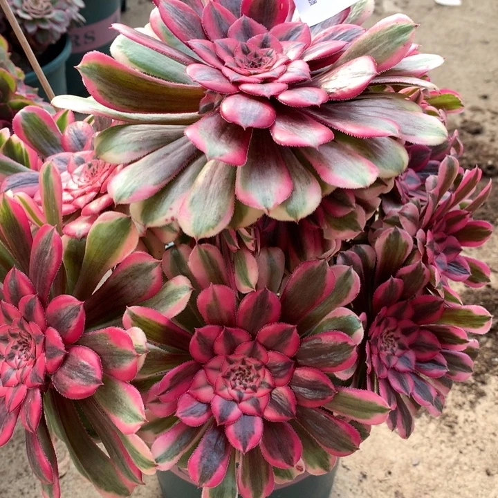 618粉 同多肉植物