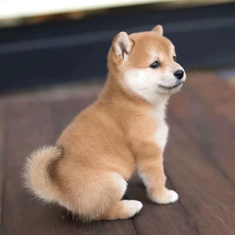 正宗双血统幼犬黑色黄色豆柴可视频挑选