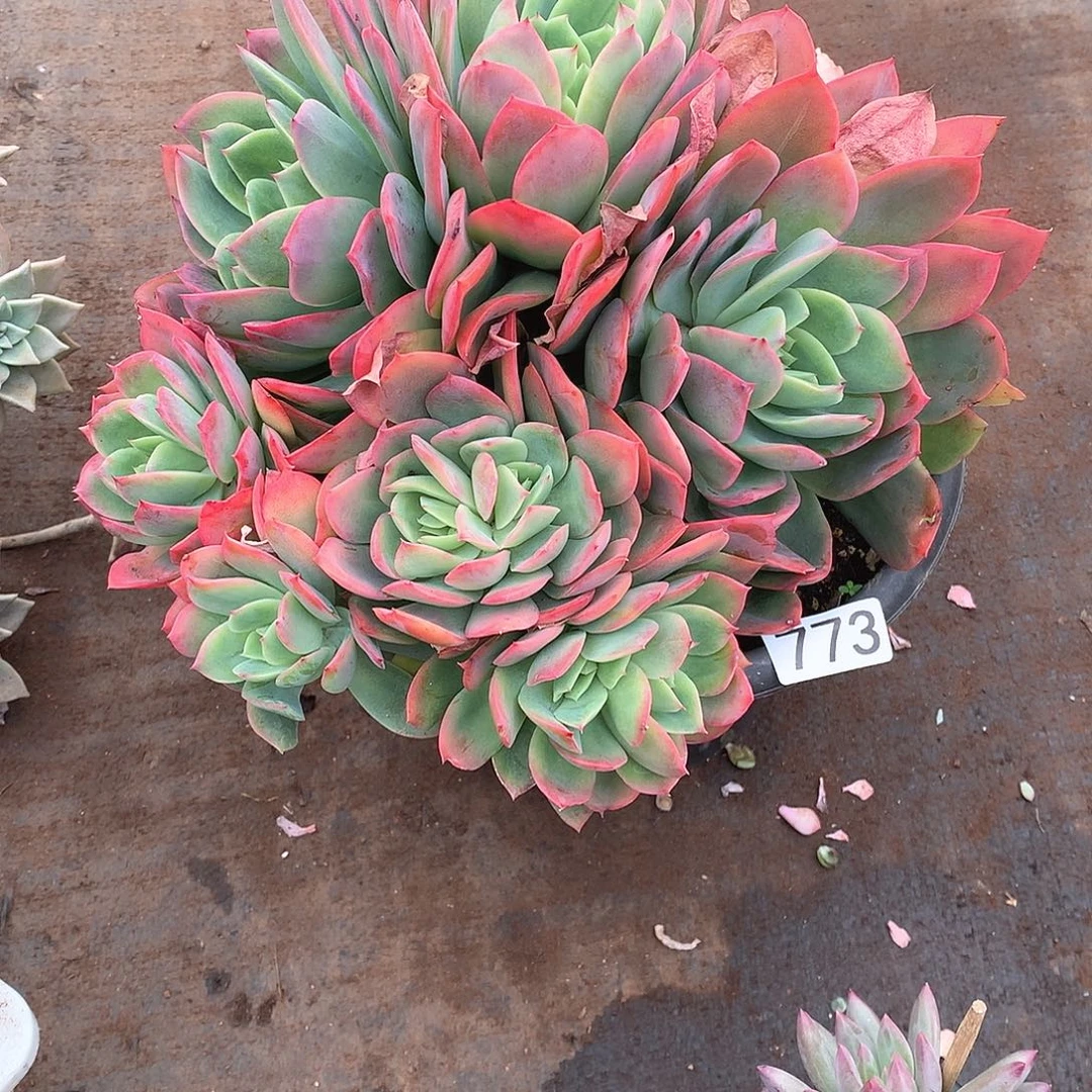 773绮罗 一物一拍多肉