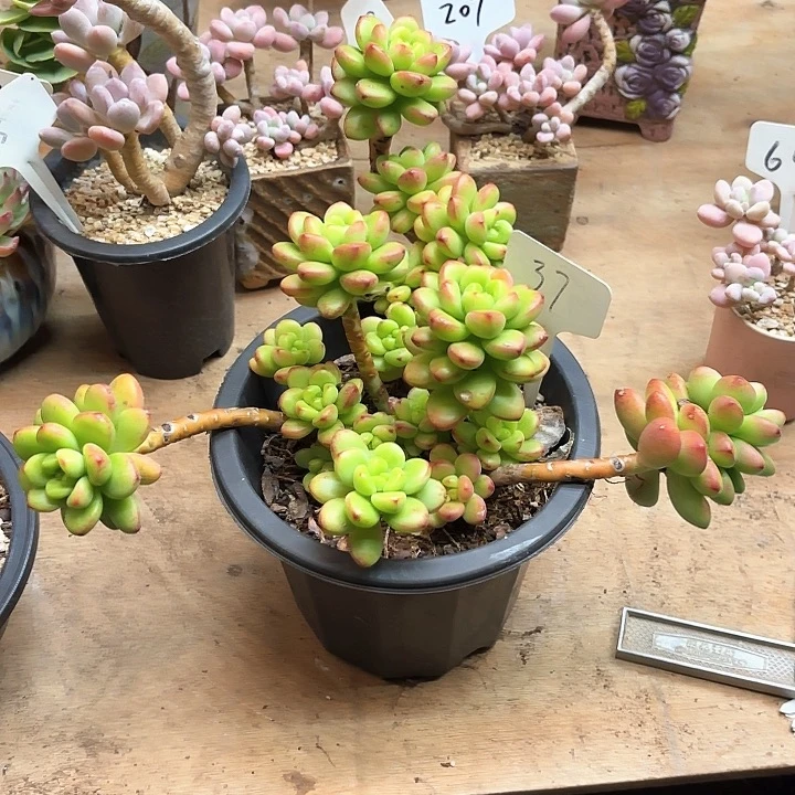 多肉植物，香格里拉37号