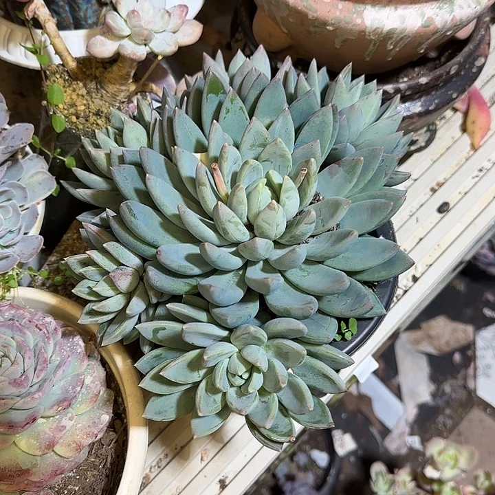 红蛋942多肉植物一物一拍