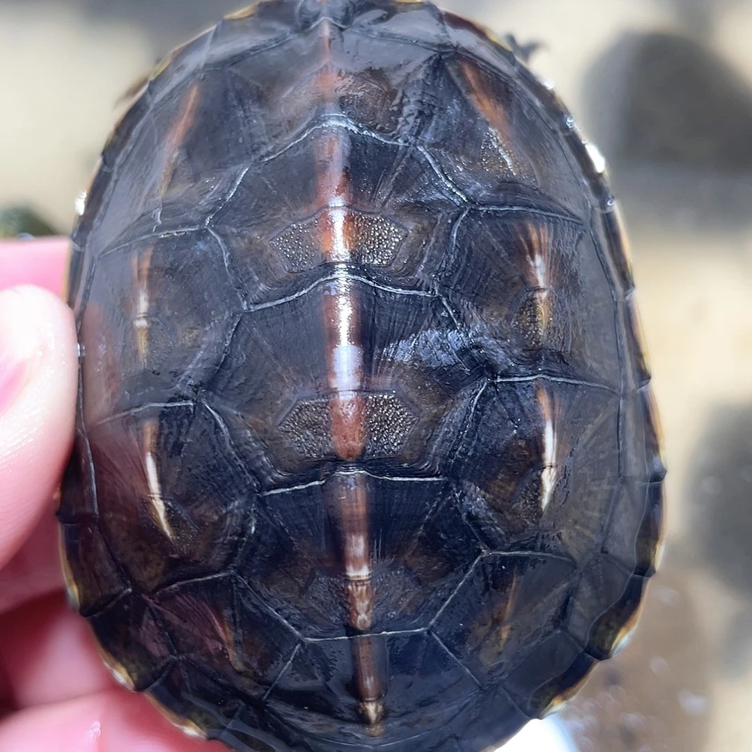 宠物龟不分公母花龟