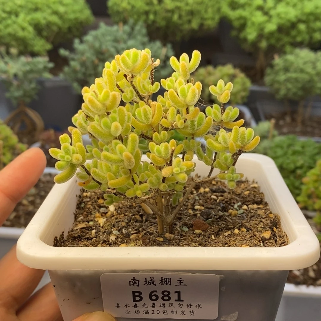681冰晶杂橙叶枝干
