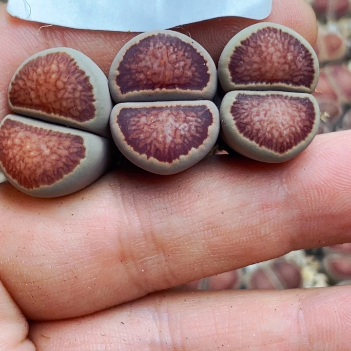 L***n703岛田红窗菊三颗母本