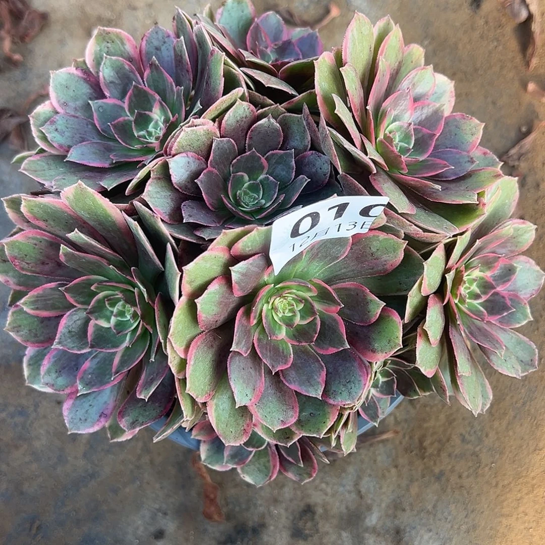 12.13-10粉花妖多肉植物