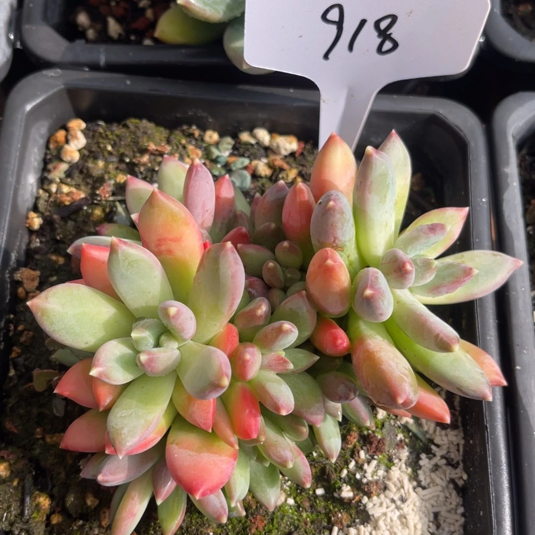 老阿姨花卉一物一拍918