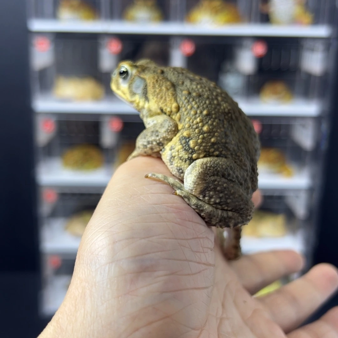 角蛙海蟾蜍7/9cm