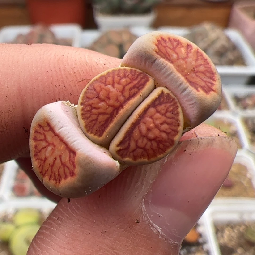 钰*媛0662菊 多肉植物